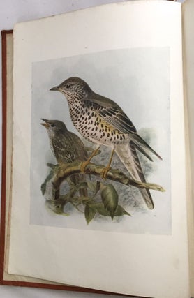 BIRDS OF BRITAIN; with 100 Illustrations in color selected by H. E. Dresser from his "Birds of Europe"