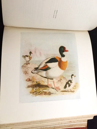 BIRDS OF BRITAIN; with 100 Illustrations in color selected by H. E. Dresser from his "Birds of Europe"
