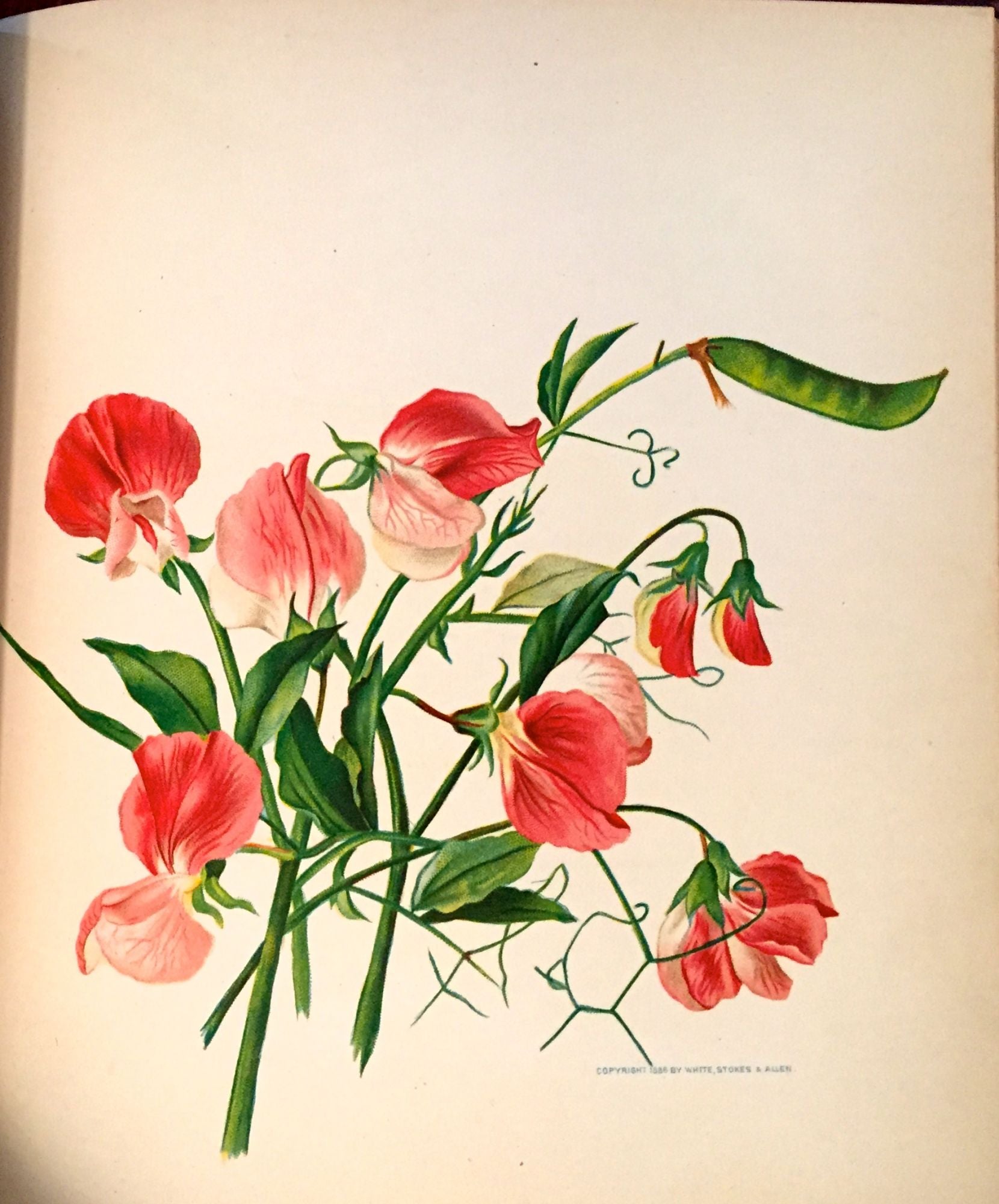 FLOWERS FROM DELL AND BOWER; Poems Illustrated By Susie Barstow ...