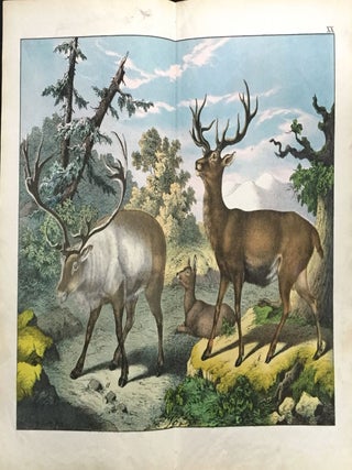 Item #213 Red Deer / Reindeer. Print, Deer