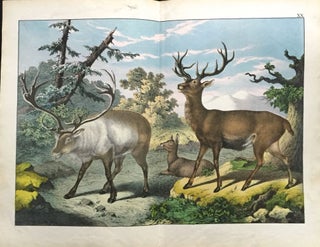 Item #213 Red Deer / Reindeer. Print, Deer