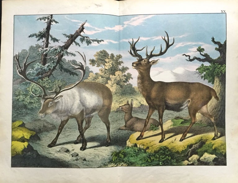 Item #213 Red Deer / Reindeer. Print, Deer.