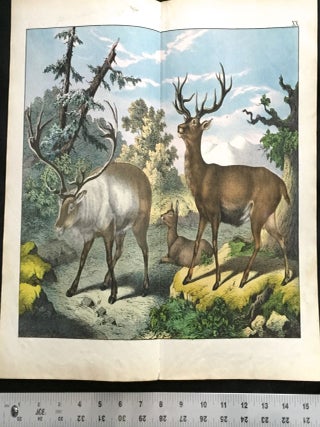 Red Deer / Reindeer