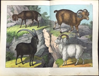 Item #214 Ram / Goat / Sheep. Print, SCHUBERT