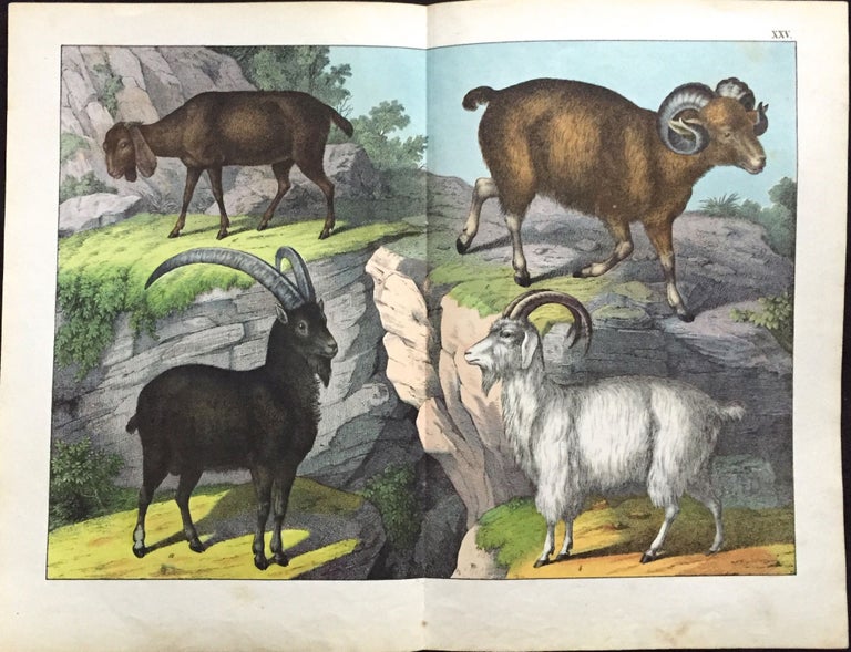 Item #214 Ram / Goat / Sheep. Print, SCHUBERT.