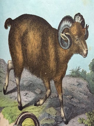 Ram / Goat / Sheep