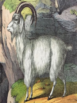 Ram / Goat / Sheep
