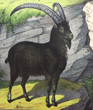 Ram / Goat / Sheep