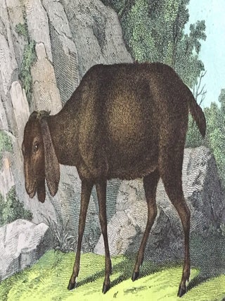 Ram / Goat / Sheep
