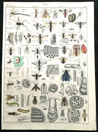 Item #217 Bees. Print, OKEN
