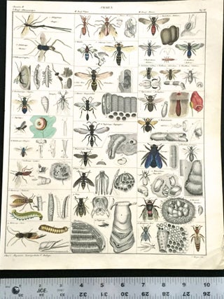 Bees