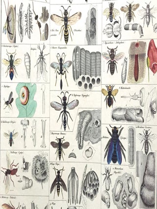 Bees