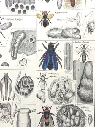 Bees