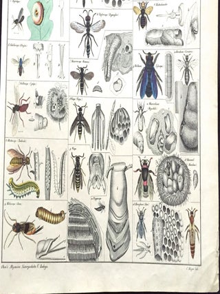 Bees