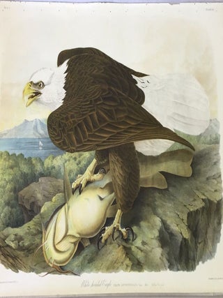 Item #238 WHITE HEADED EAGLE ; Falco Leucocephalus (Linn.) Male Yellow Cat-fish. John James...