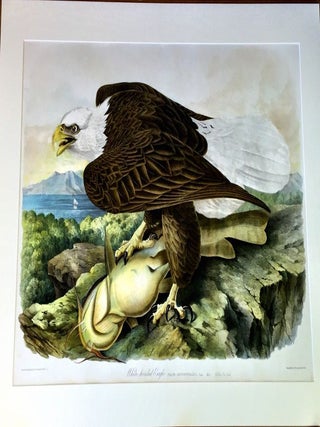 WHITE HEADED EAGLE ; Falco Leucocephalus (Linn.) Male Yellow Cat-fish