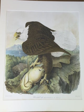 WHITE HEADED EAGLE ; Falco Leucocephalus (Linn.) Male Yellow Cat-fish