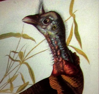 "WILD TURKEY" from Bien facsimile ed. of Audubon's The Birds of America; Melagris Gallopavo Linn. Male American Cane Miegia Macrosperma