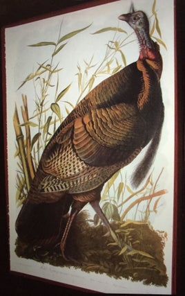 "WILD TURKEY" from Bien facsimile ed. of Audubon's The Birds of America; Melagris Gallopavo Linn. Male American Cane Miegia Macrosperma