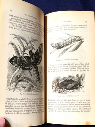 THE INSECT WORLD; and A Popular Account of the Order of Insects, / Together with a Description of the Habits and Economy of Some of the Most Interesting Species / A New Edition revised and corrected by P. Martin Duncan, F.R.S.