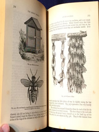 THE INSECT WORLD; and A Popular Account of the Order of Insects, / Together with a Description of the Habits and Economy of Some of the Most Interesting Species / A New Edition revised and corrected by P. Martin Duncan, F.R.S.