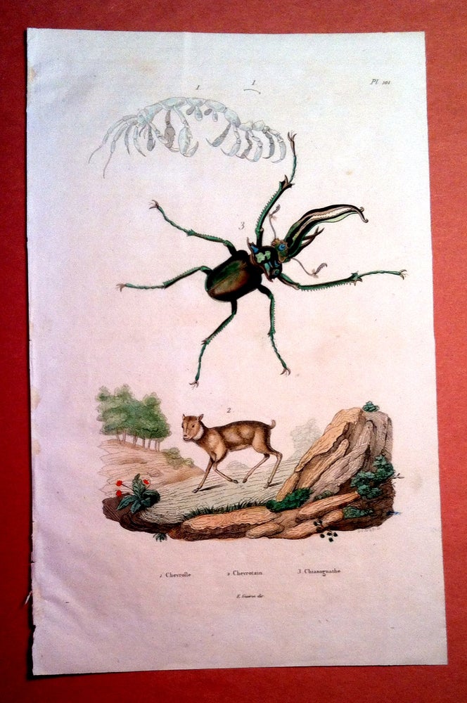 Item #382 Stag Beetle Chenvrolle Chevrotain. Print, GUERIN.
