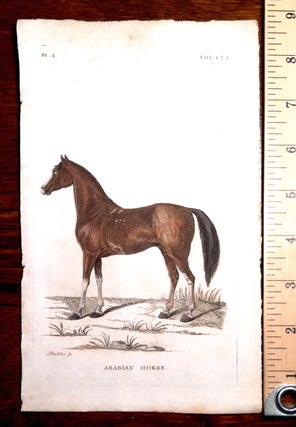 Item #386 Arabian Horse. Print, Thomas Griffiths Pennant