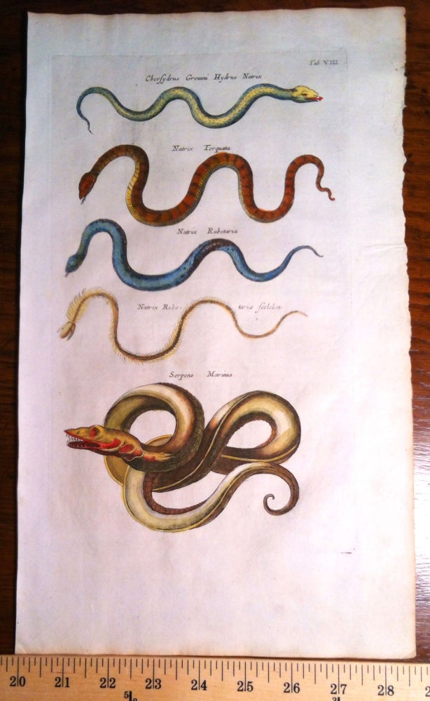 Item #389 Sea Serpent Natrix Snakes. Print, MERIAN, JOHNSTON.
