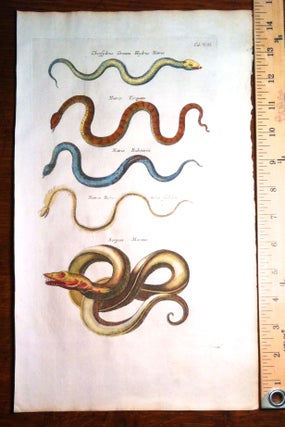 Sea Serpent Natrix Snakes