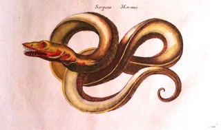 Sea Serpent Natrix Snakes