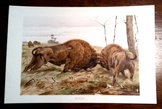 Item #402 Bison Butting Heads. Print, Bison
