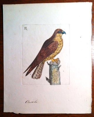 Item #407 Merlin. Print, Rémi: Hawk WILLEMET