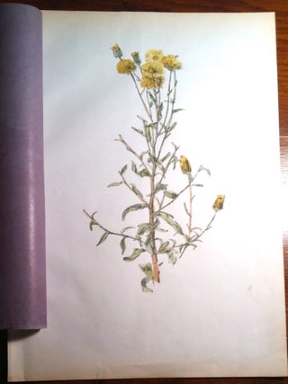 Strawflower