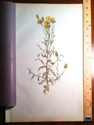 Strawflower