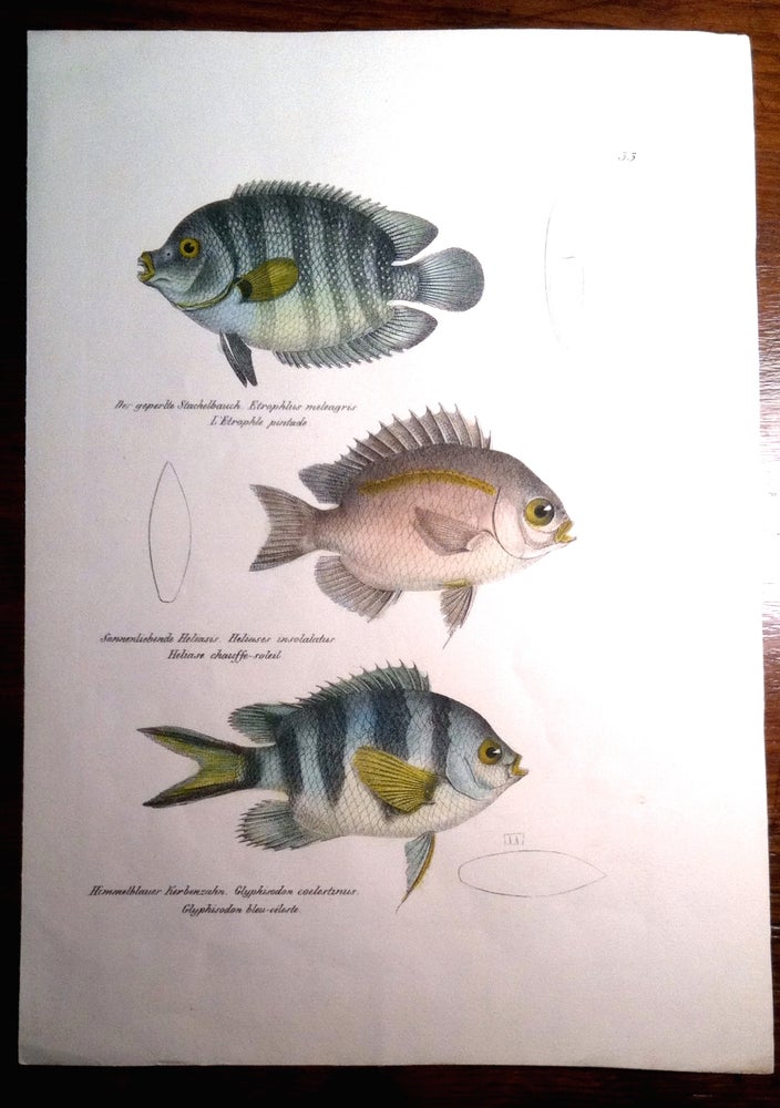 Item #409 Stickleback Fish. Print, Carl BRODTMANN.