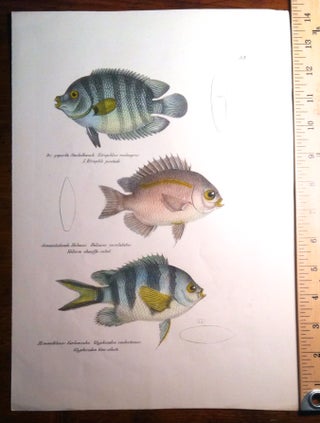 Stickleback Fish