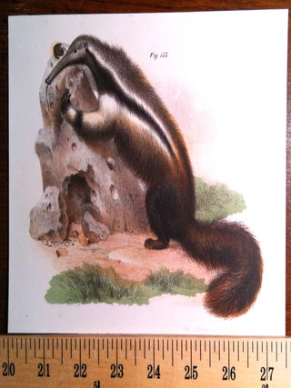 Item #410 Giant Anteater. Print, FITZINGER