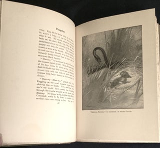 WILD ANIMALS I HAVE KNOWN; and 200 drawings by Ernest Thompson Seton / Being the Personal Histories of: Lobo, Silverspot, Rappylug, Bingo, The Springfied Fox, The Pacing Mustang, Wully, and Redruff / by Ernest Thompson Seton